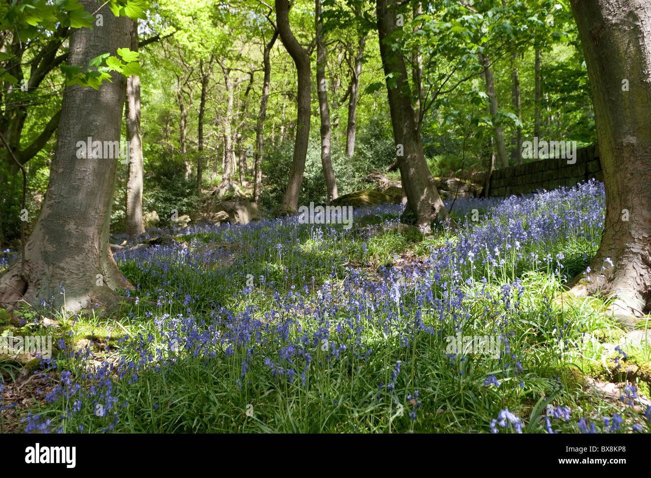Bluebell Woods , Hebden Bridge Banque D'Images