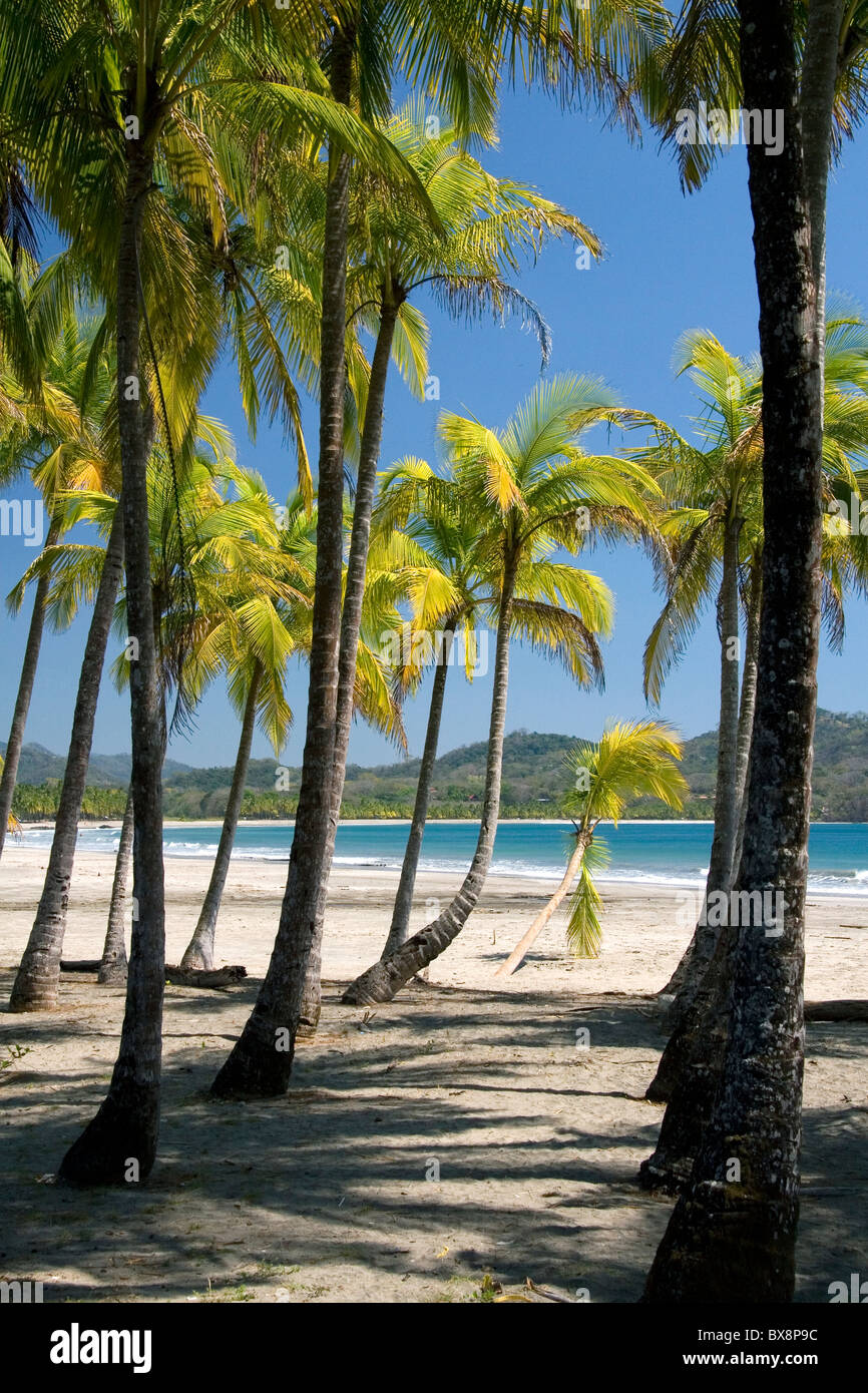 Palmiers et l'océan Pacifique à Playa Carrillo près de Samara, Costa Rica. Banque D'Images