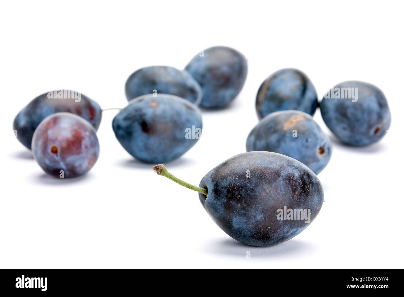 Prune bleue Banque D'Images