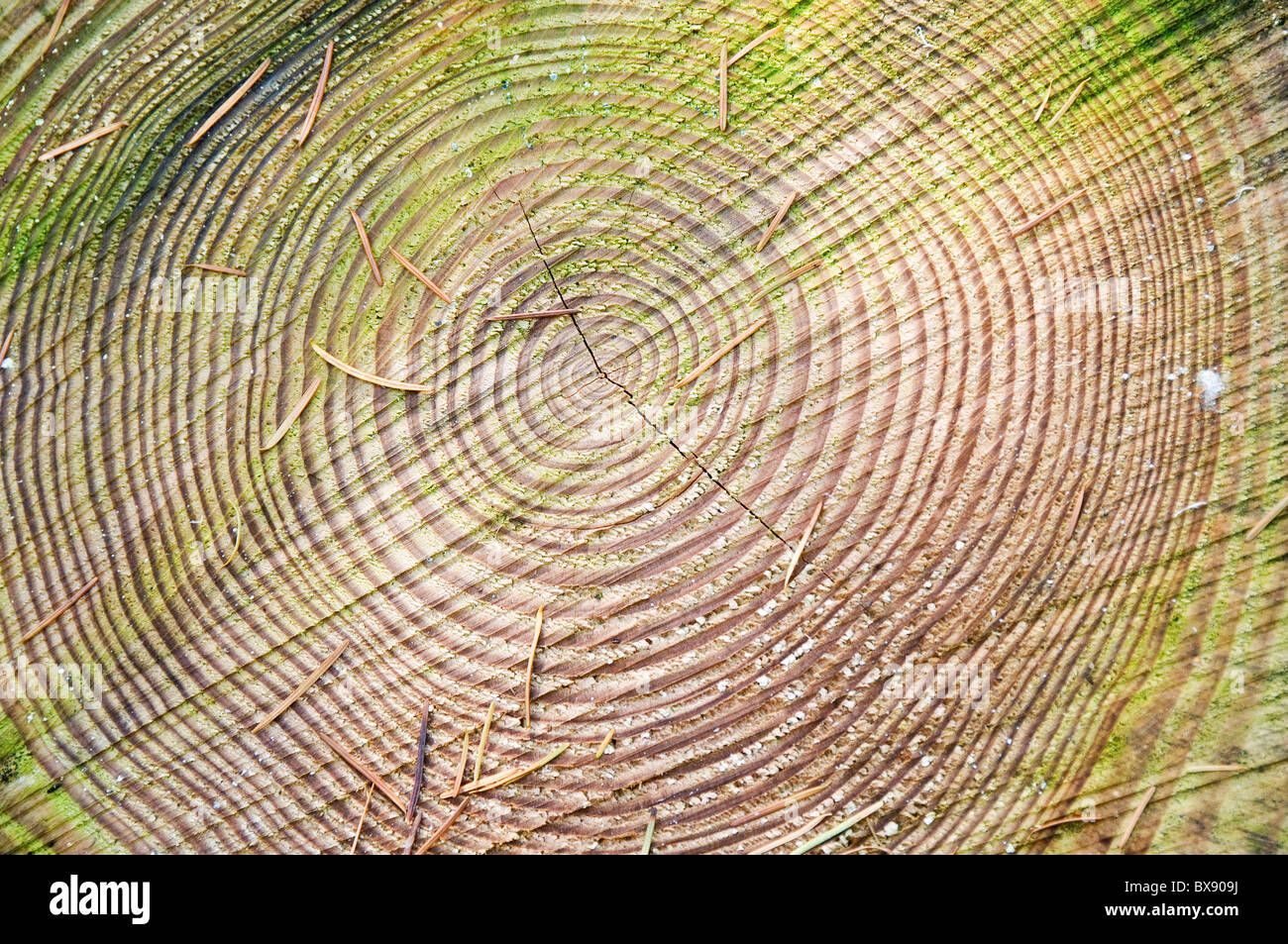 Type de sonnerie d'arbres et les aiguilles de pin Banque D'Images