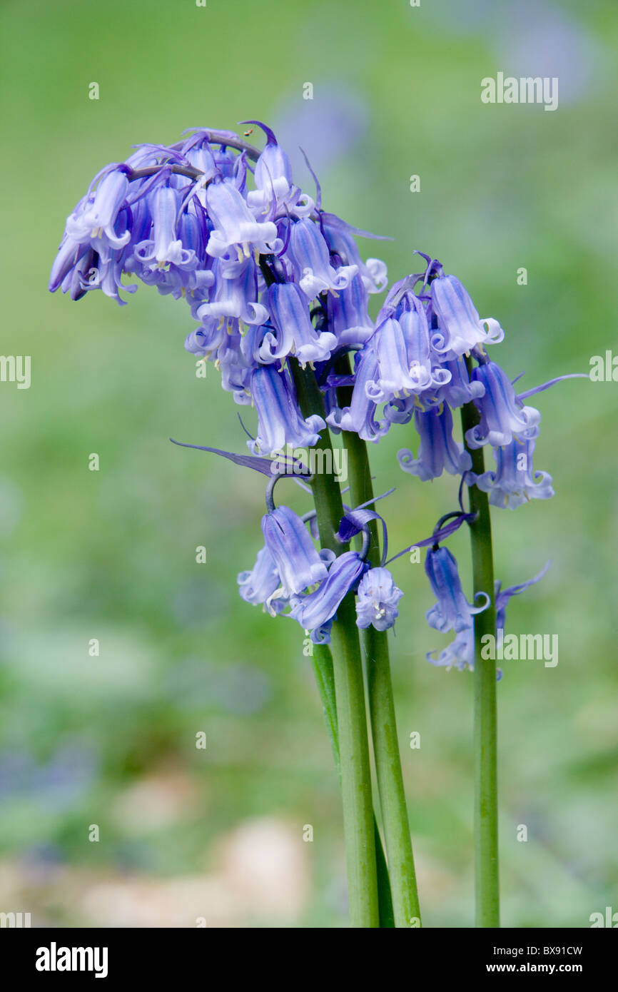 Bluebell Hyacinthoides non-scripta fleurs close up Banque D'Images