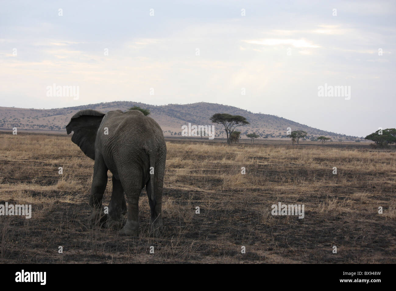 Éléphant mâle solitaire au crépuscule Banque D'Images