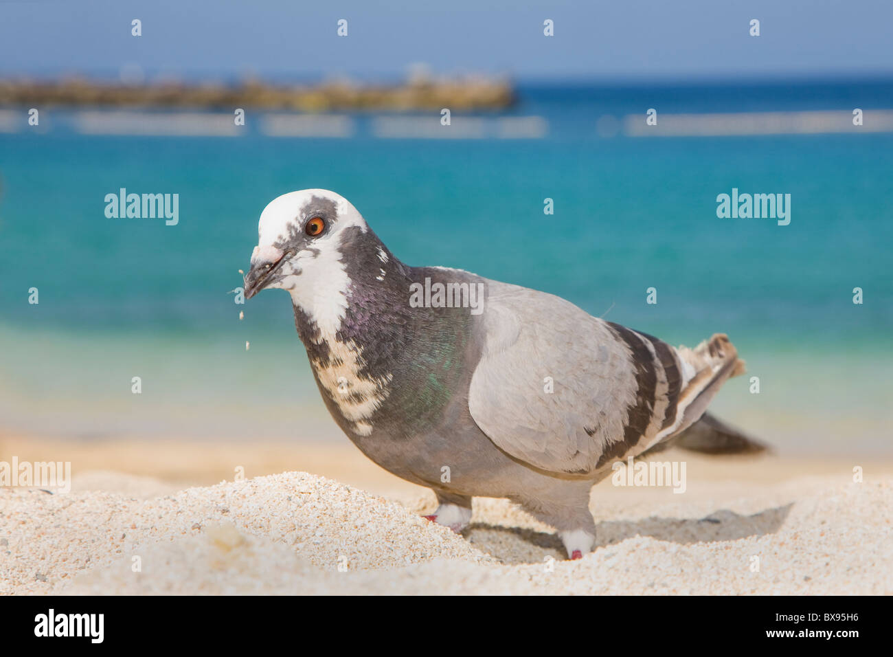 Pigeon sur la plage Banque D'Images