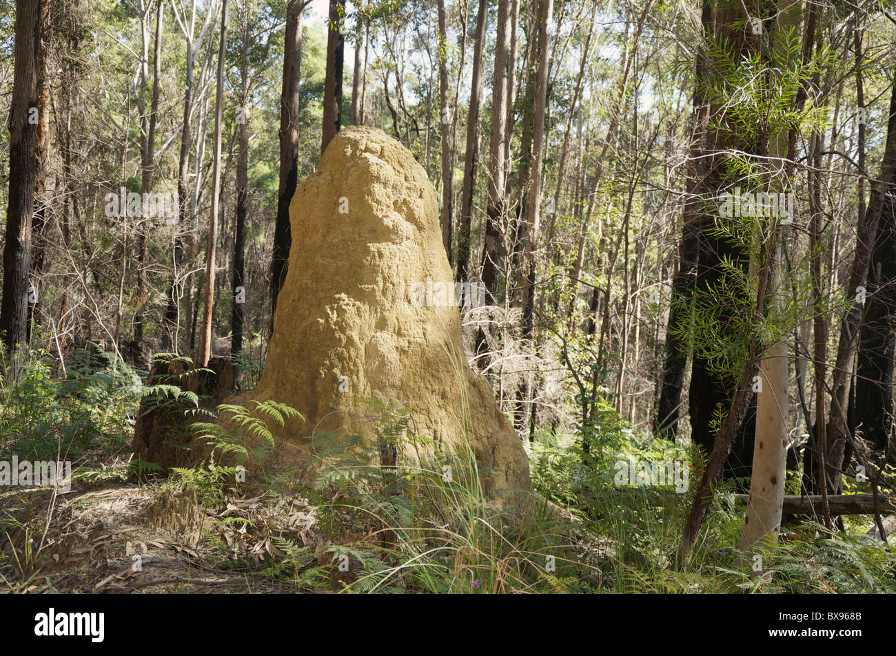 Colonie de termite nest (fourmilière) dans l'ouest de l'Australie situé dans une forêt Banque D'Images