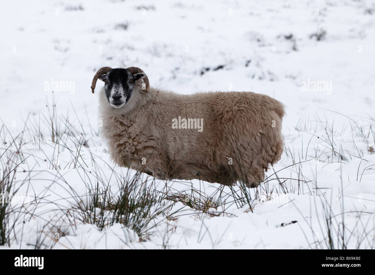 Mouton debout dans la neige profonde sur la lande en Ecosse Banque D'Images