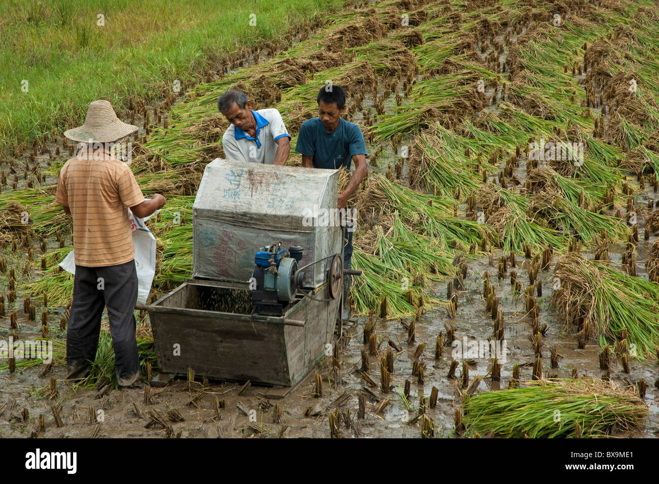 Chine - les travailleurs agricoles à l'aide d'une machine simple pour récolter le riz, Yangshuo, Guangxi, Chine. Banque D'Images