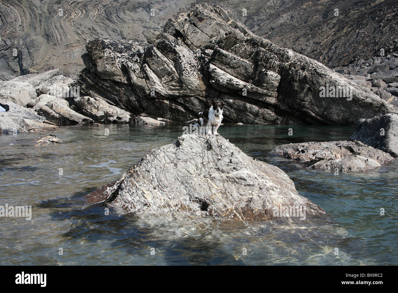 Pauvre chien coupé par la marée Banque D'Images