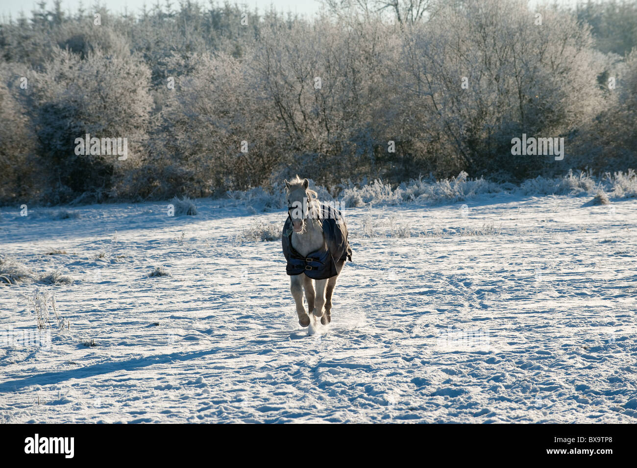 Un cheval portant une couverture d'hiver galoper à travers un champ évidées avec la première neige de l'hiver. Banque D'Images