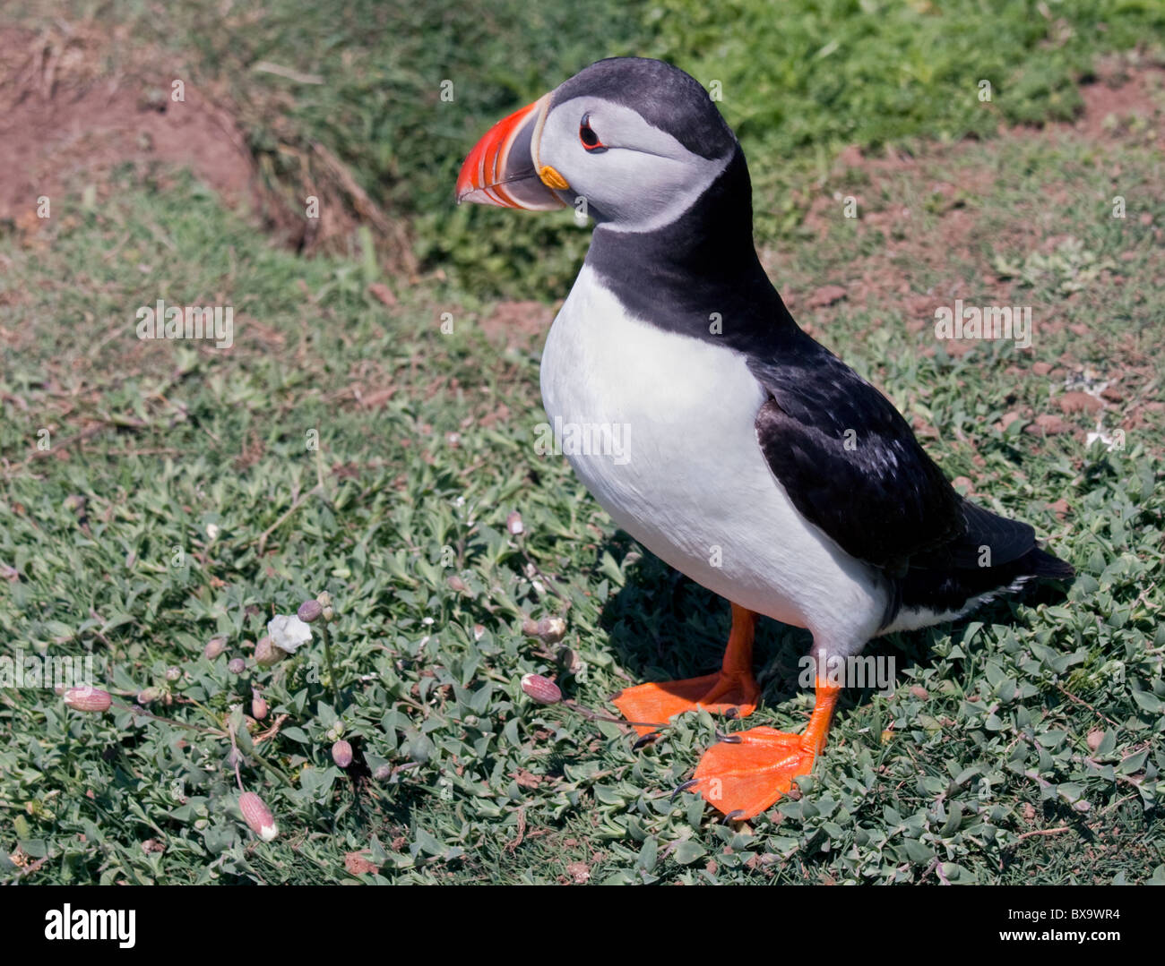 Macareux moine (Fratercula arctica), pays de Galles, l'île de Skomer Banque D'Images