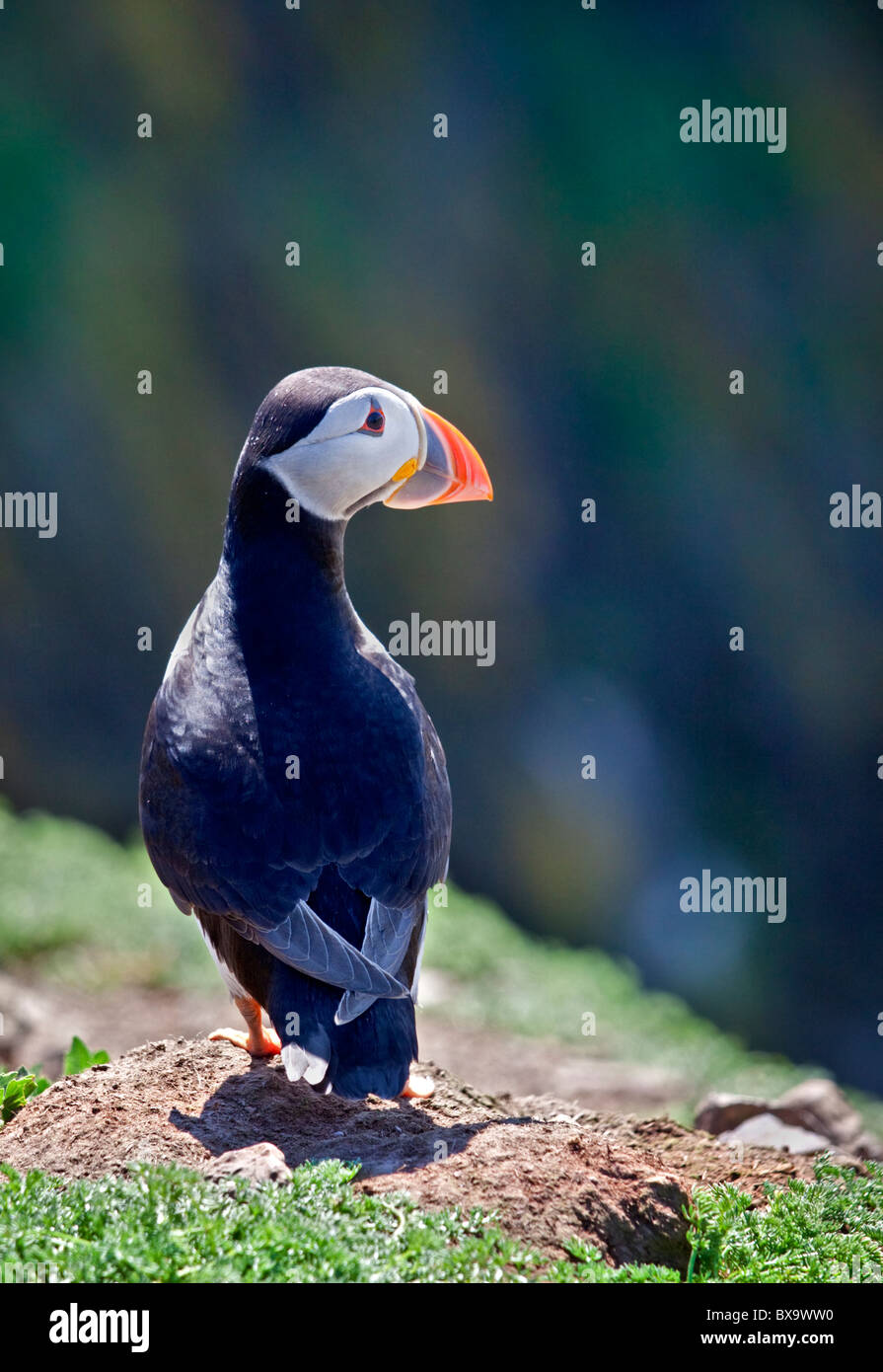 Macareux moine (Fratercula arctica), pays de Galles, l'île de Skomer Banque D'Images