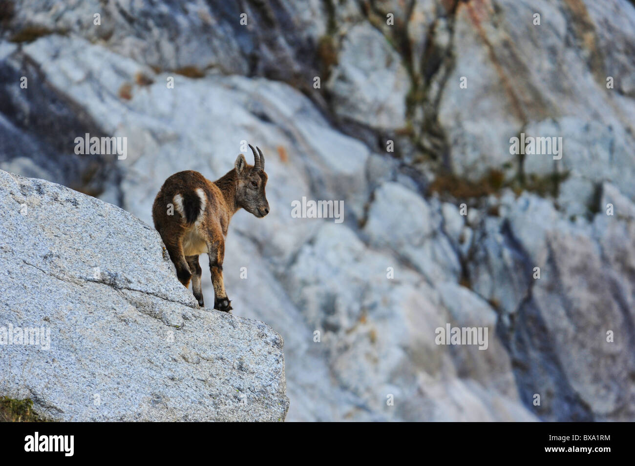 Un bouquetin dans les Alpes Françaises Banque D'Images