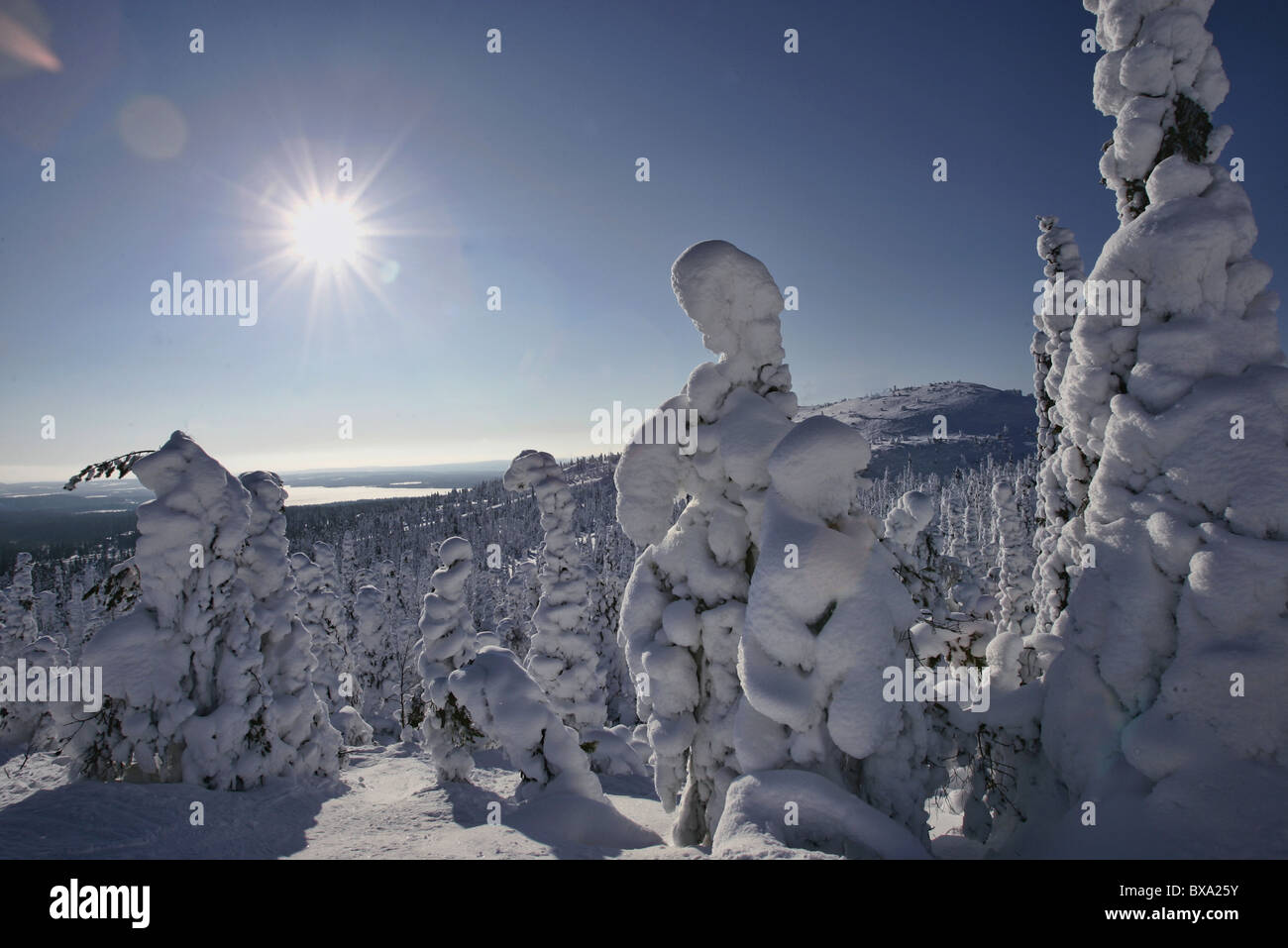 Paysage de neige avec des arbres couverts de neige Banque D'Images