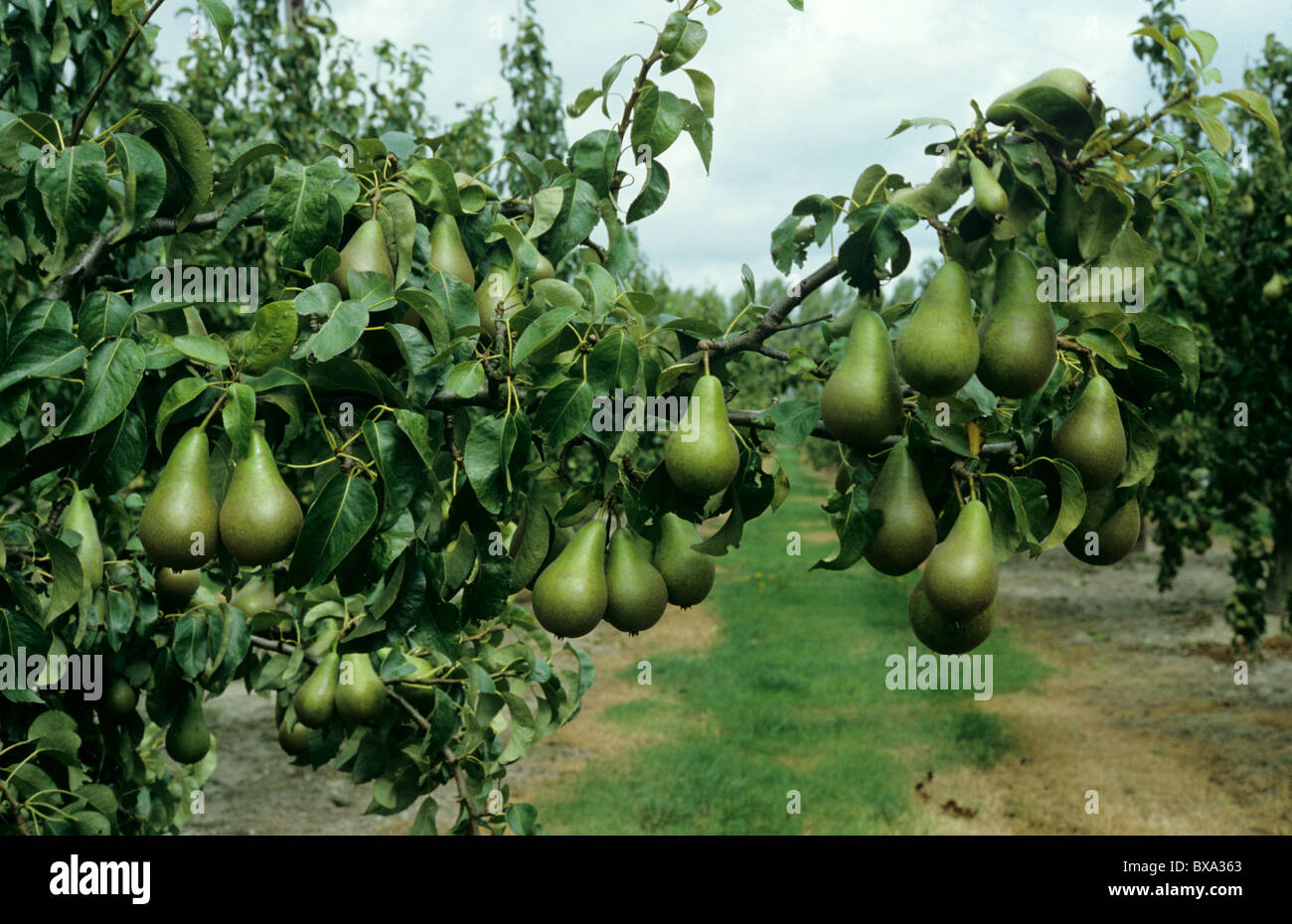 Grosse récolte de poires mûres variété Conférence sur l'arbre Banque D'Images