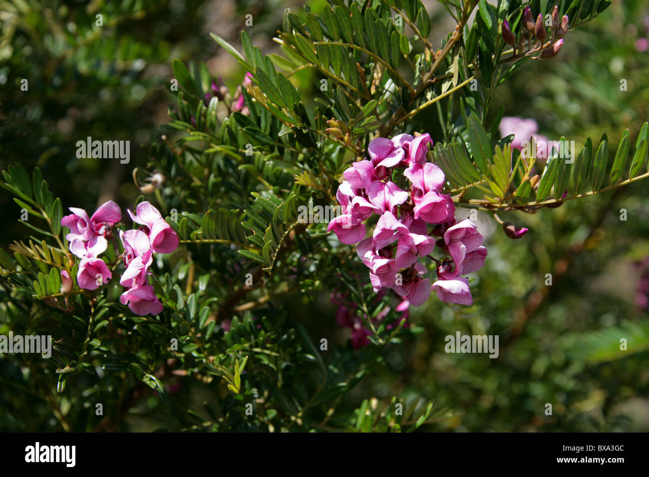 Arbre dans une hâte, Cape lilas, Blossom Tree, Rose Keurboom, Virgilia divaricata, Fabaceae. Syn. C. capensis. Banque D'Images