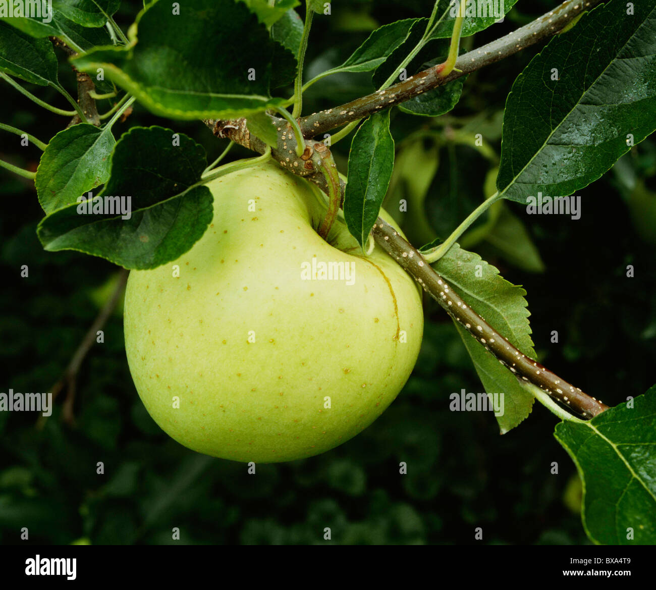 Pomme GOLDEN DELICIOUS / Cherry Hill Orchards / NOUVEAU DANVILLE, VIRGINIA Banque D'Images