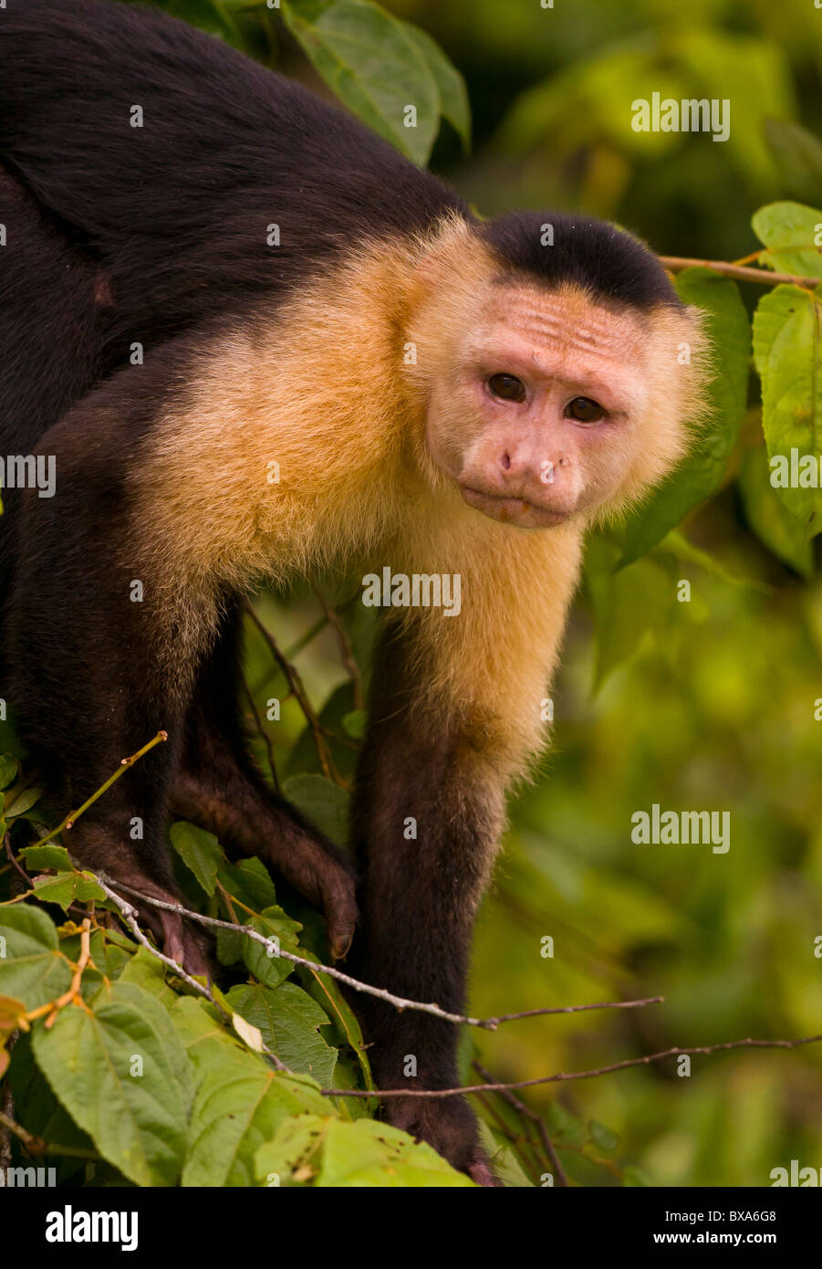 PANAMA - Singe Capucin, Cebus capucinus, au Parc National de Soberania. Banque D'Images