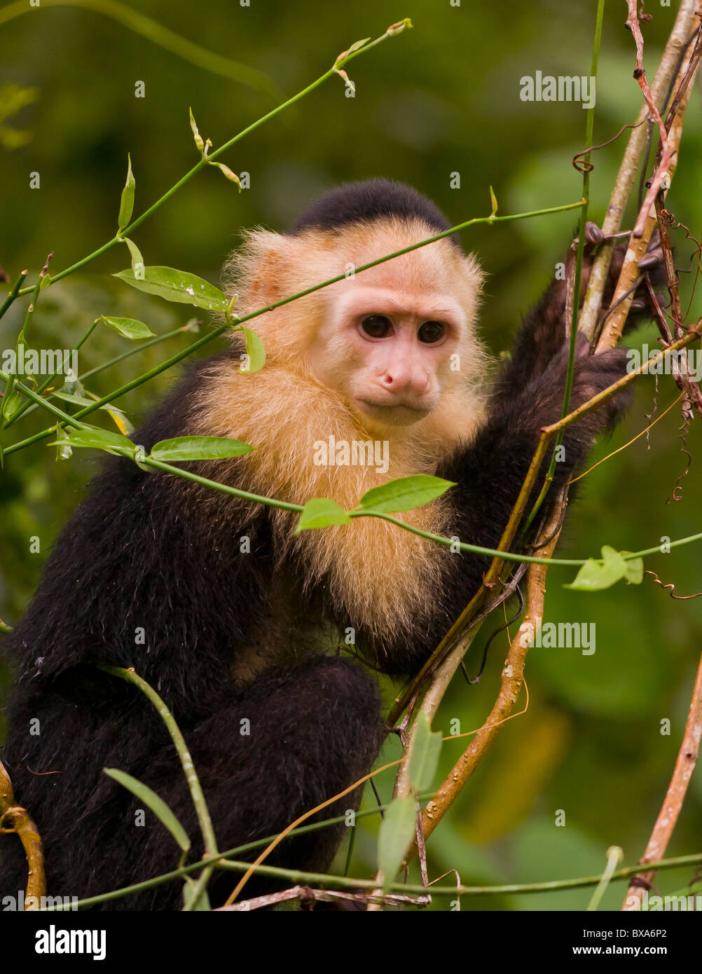 PANAMA - Singe Capucin, Cebus capucinus, au Parc National de Soberania. Banque D'Images