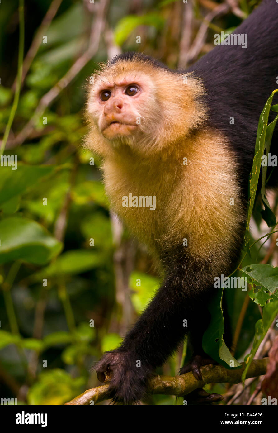 PANAMA - Singe Capucin, Cebus capucinus, au Parc National de Soberania. Banque D'Images