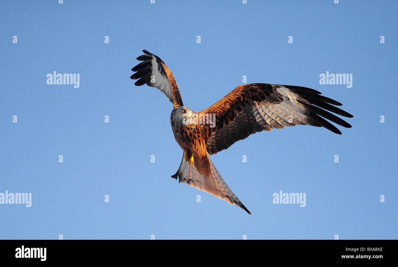 Le cerf-volant rouge sur Mid Wales Banque D'Images