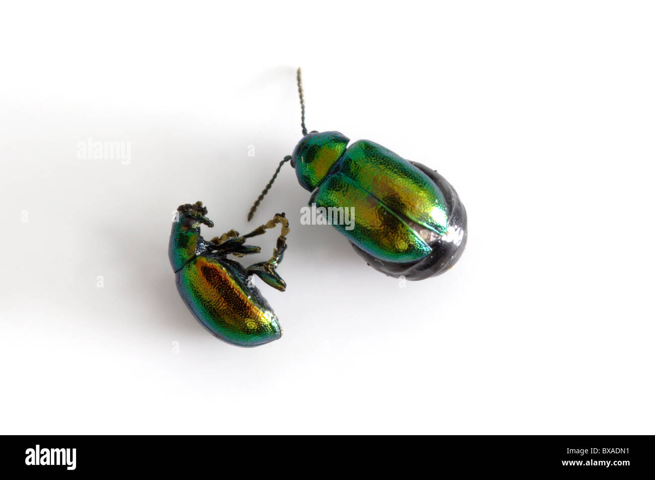 Deux morts feuille de menthe verte (Chrysolina menthastri) Coléoptères Banque D'Images