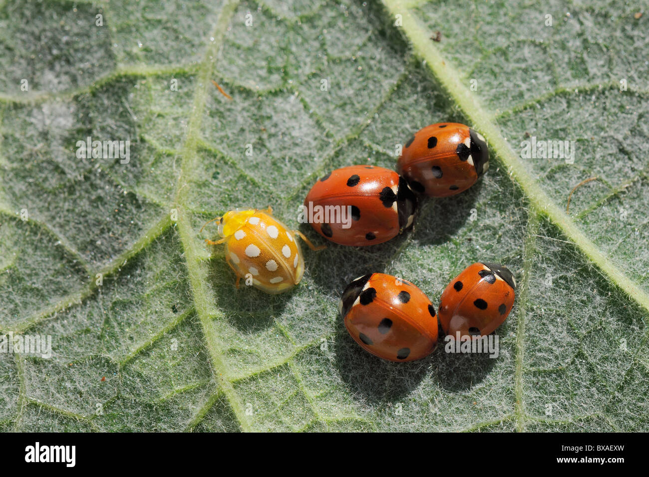 Une Orange 16 ladybird (Halyzia sedecimguttata spot) s'éloigne d'un groupe de rouge en hibernation 7 coccinelles sur place. Banque D'Images