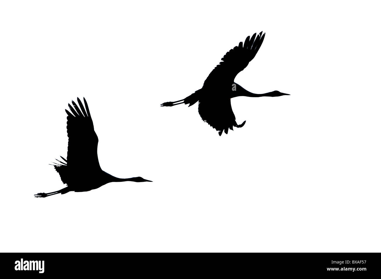 Deux communes / grues eurasien (Grus grus) battant, isolé contre blanc. Banque D'Images Deux communes / grues eurasien (Grus grus) battant, isolé contre blanc. Banque D'Images
