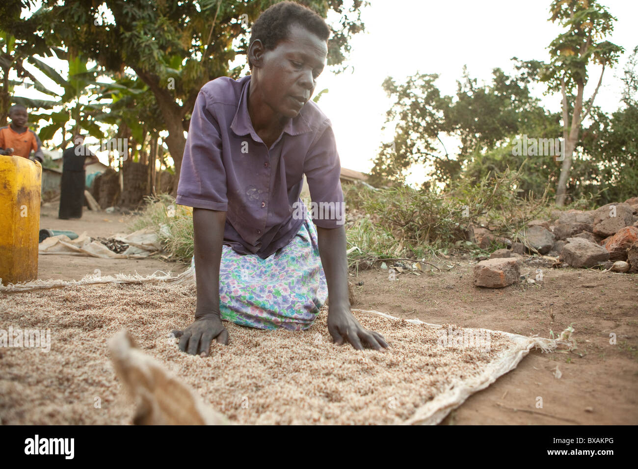 Une femme sortes millet pour être utilisé dans le brassage de la bière ou de faire du porridge à Mbale, est de l'Ouganda, l'Afrique de l'Est. Banque D'Images