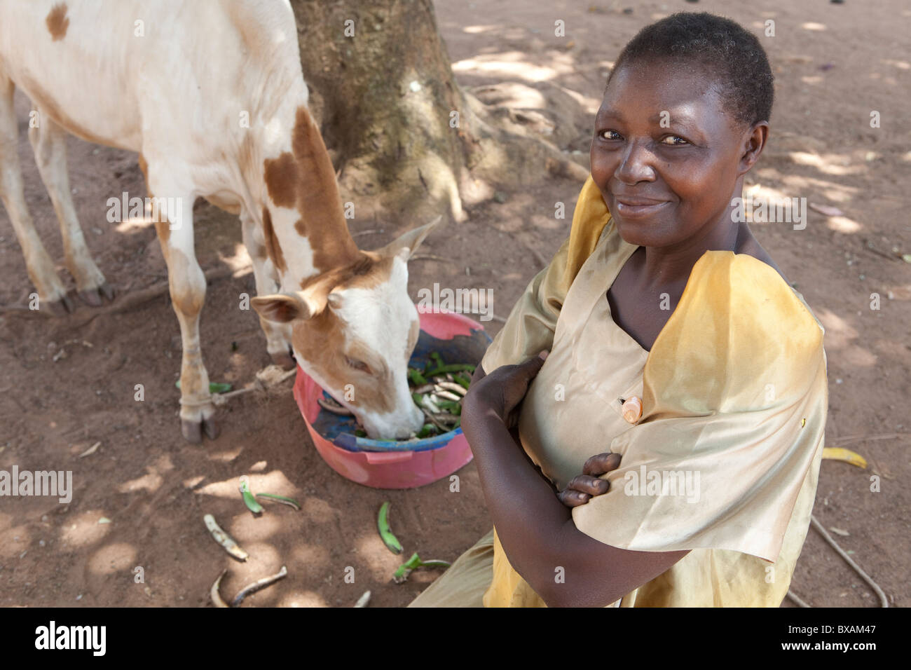 Une femme (Mme. Lobina. Taziba) pose avec sa vache à Iganga, est de l'Ouganda, l'Afrique de l'Est. Banque D'Images