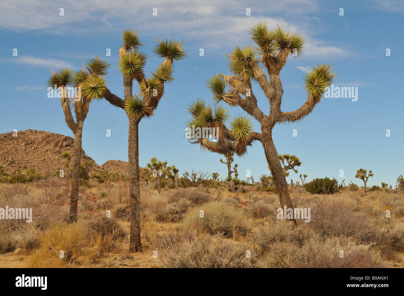 Joshua Tree National Park Banque D'Images