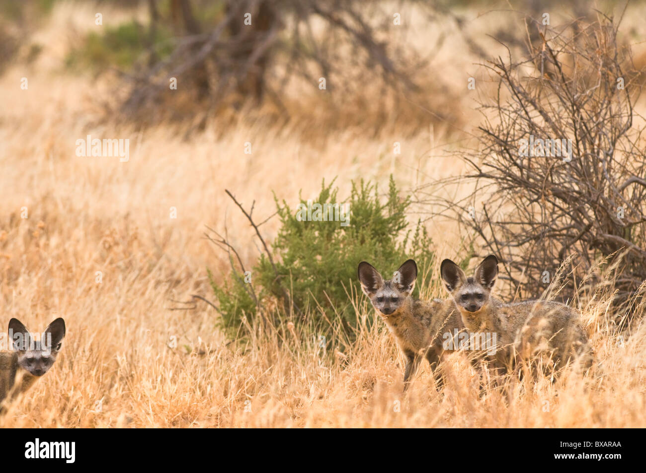 Bat-eared Fox (Otocyon megalotis) - Trois bat-eared foxes en herbe avec contact visuel dans la réserve nationale de Samburu, Kenya Banque D'Images