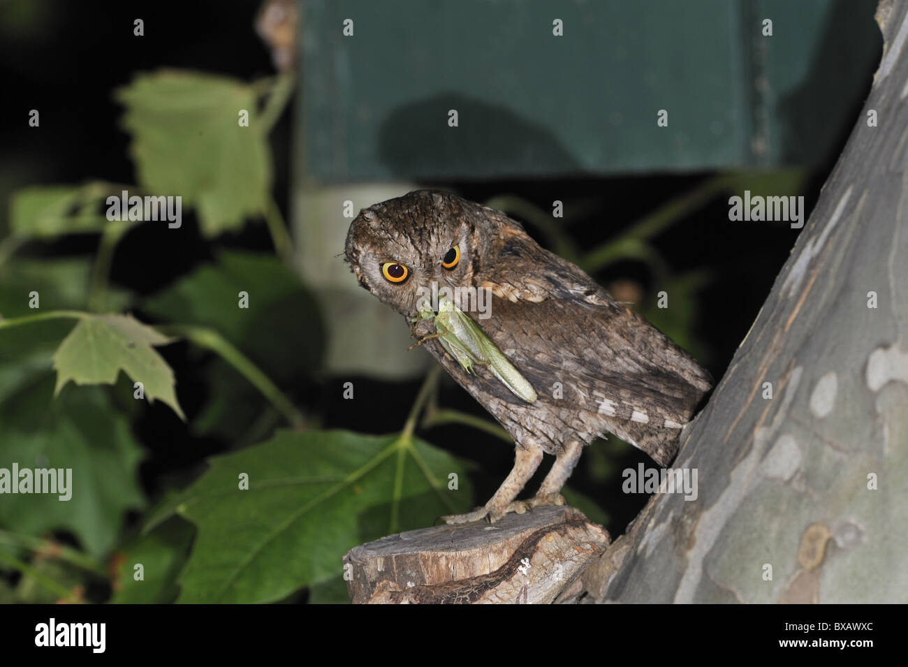 Scops owl - hibou scops eurasien - (Otus scops européenne scops) réunissant la proie pour nourrir ses poussins en attente dans un nichoir - somme Banque D'Images