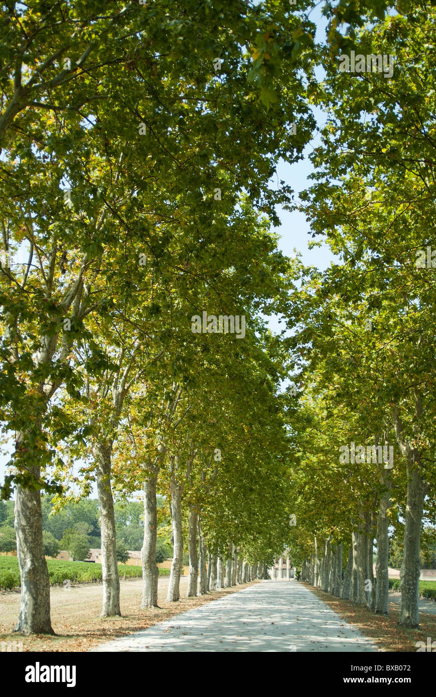 Chemin bordé d'arbres jusqu'au Château Margaux, Gironde, France. Banque D'Images