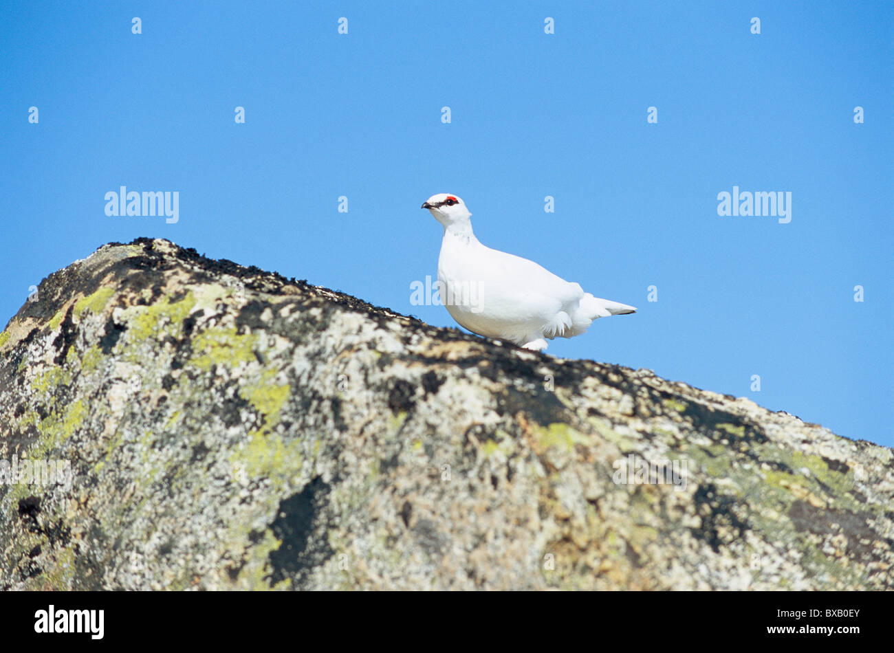 Bird perching on top of rock Banque D'Images