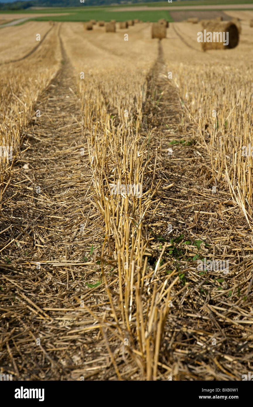 Bottes de foin dans un champ de maïs récolté, Normandie, France. Banque D'Images