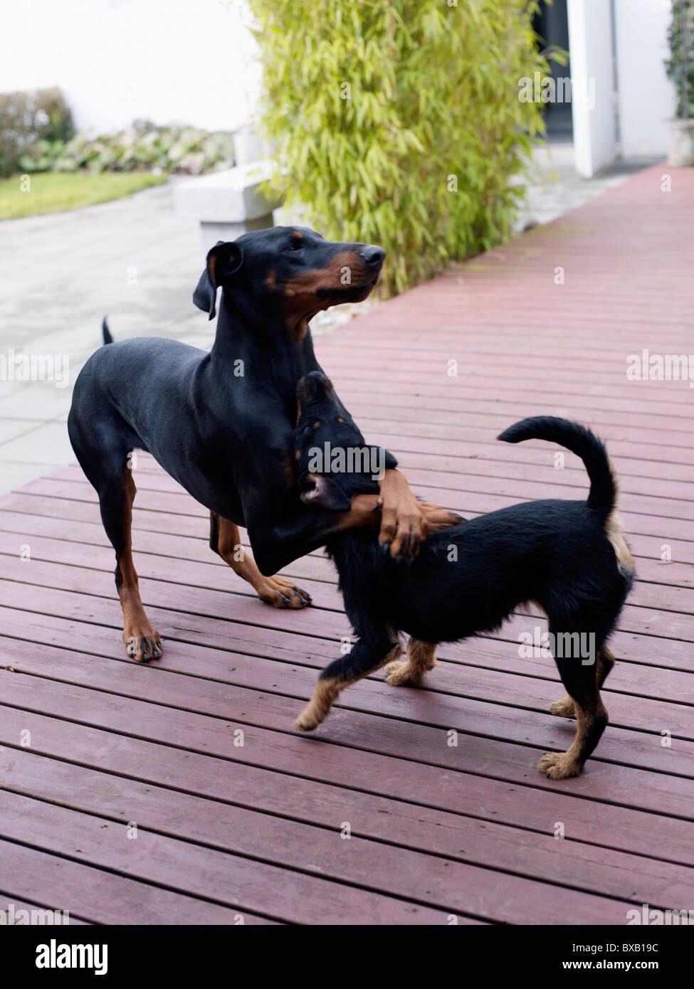 Deux chiens jouant sur le pont Banque D'Images