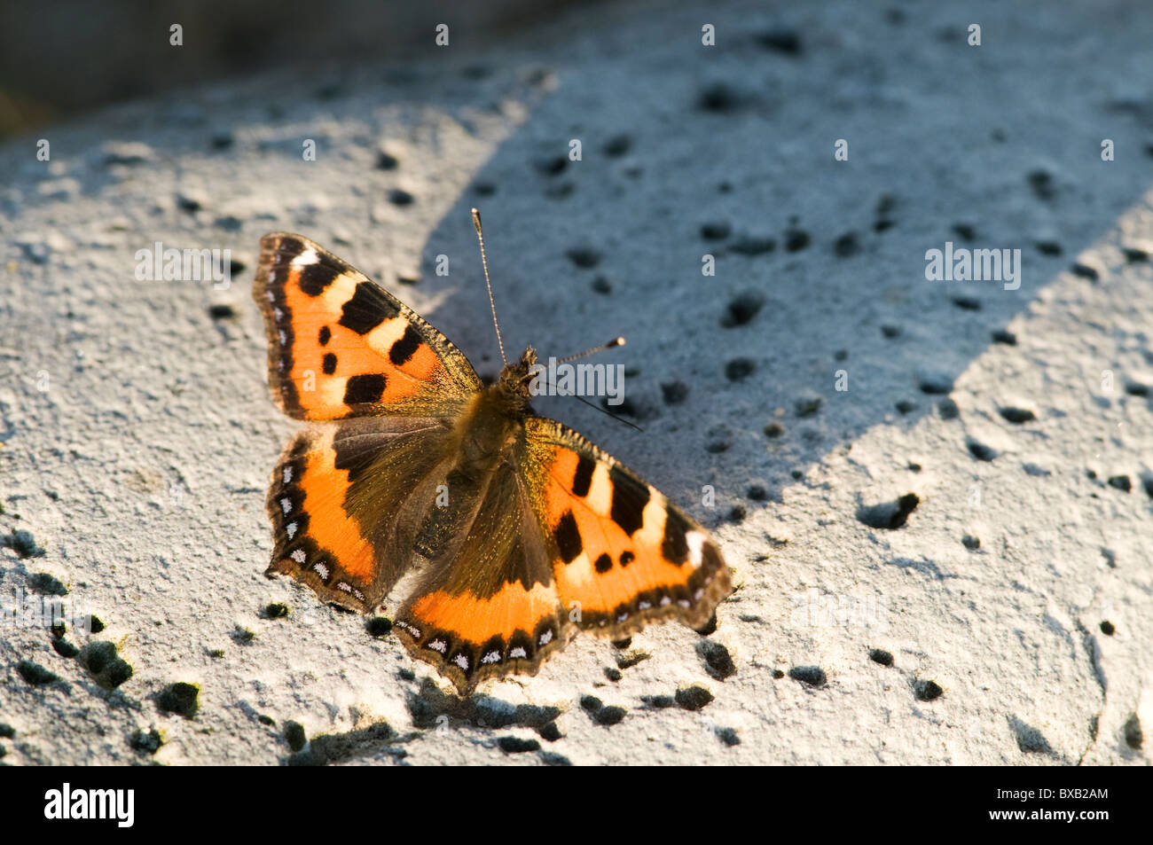 Butterfly, close-up Banque D'Images