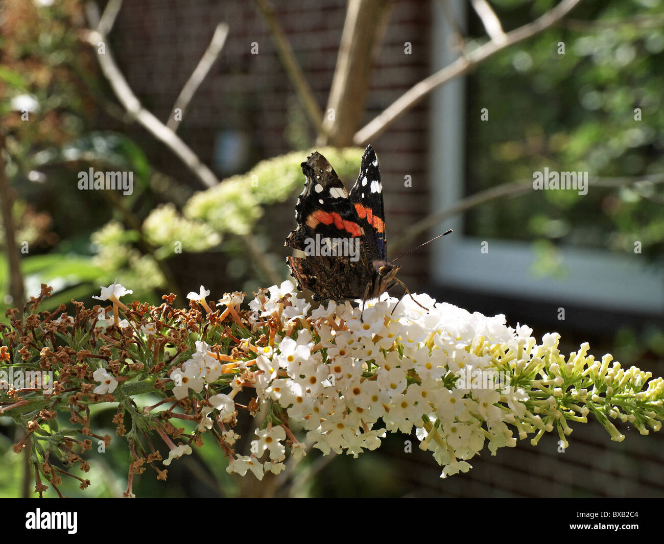 Vanessa atalanta, papillon sur une fleur d'un Buddleja davidii bush sucer le nectar. Banque D'Images
