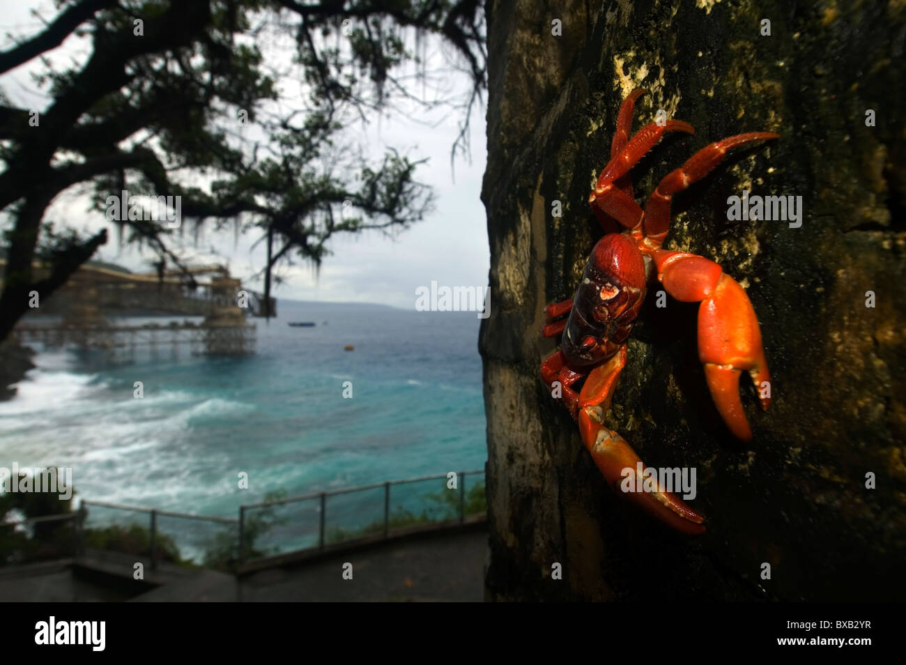 Crabe rouge (Gecarcoidea natalis) et vue sur le chargeur de phosphate à Flying Fish Cove, l'Île Christmas Banque D'Images