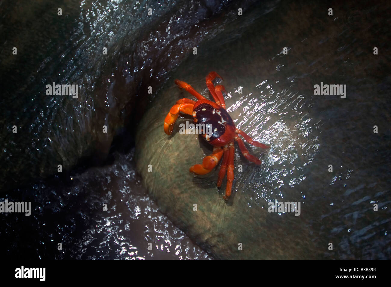 Crabe rouge (Gecarcoidea natalis) sur le rocher de tuf sous Hugh's Dale Cascade, parc national de l'île de Noël, de l'Océan Indien Banque D'Images