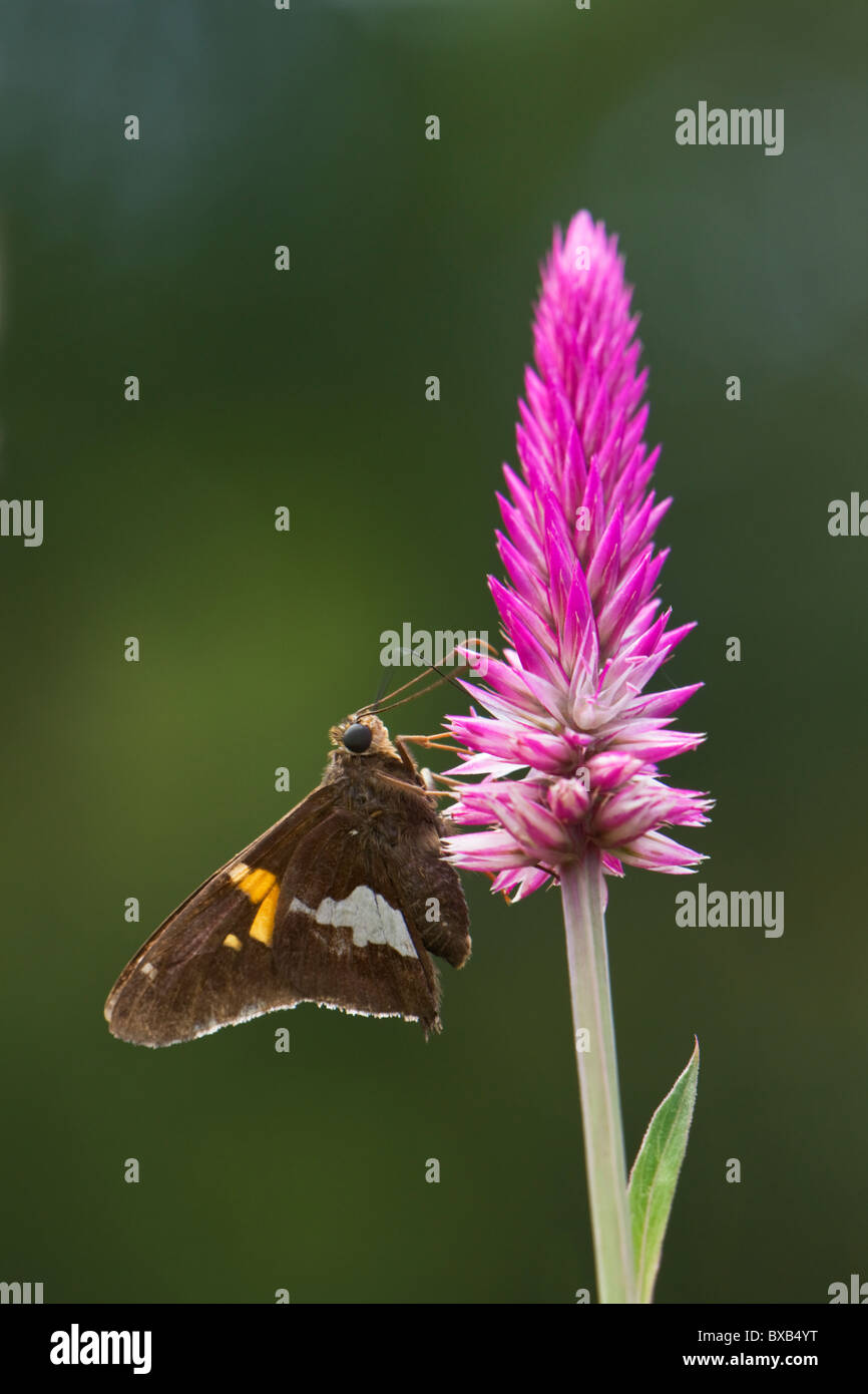 Close-up of butterfly on flower head Banque D'Images
