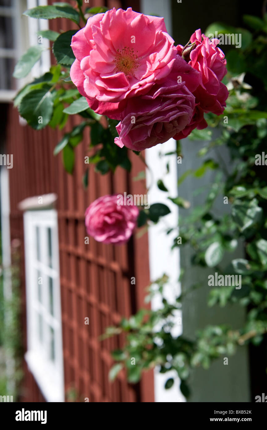 Rose blossom, close-up Banque D'Images