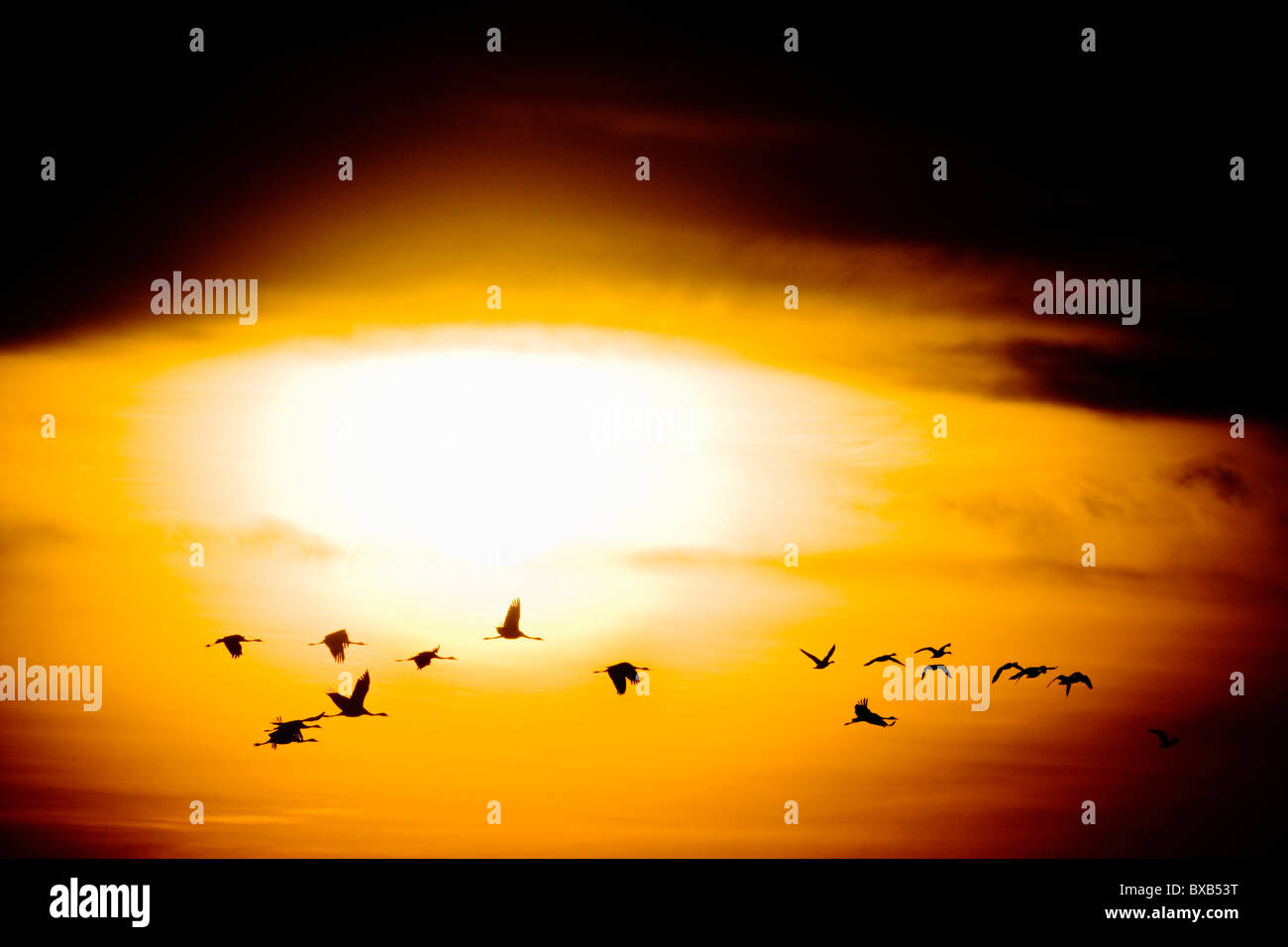 Troupeau de grues battant au coucher du soleil Banque D'Images