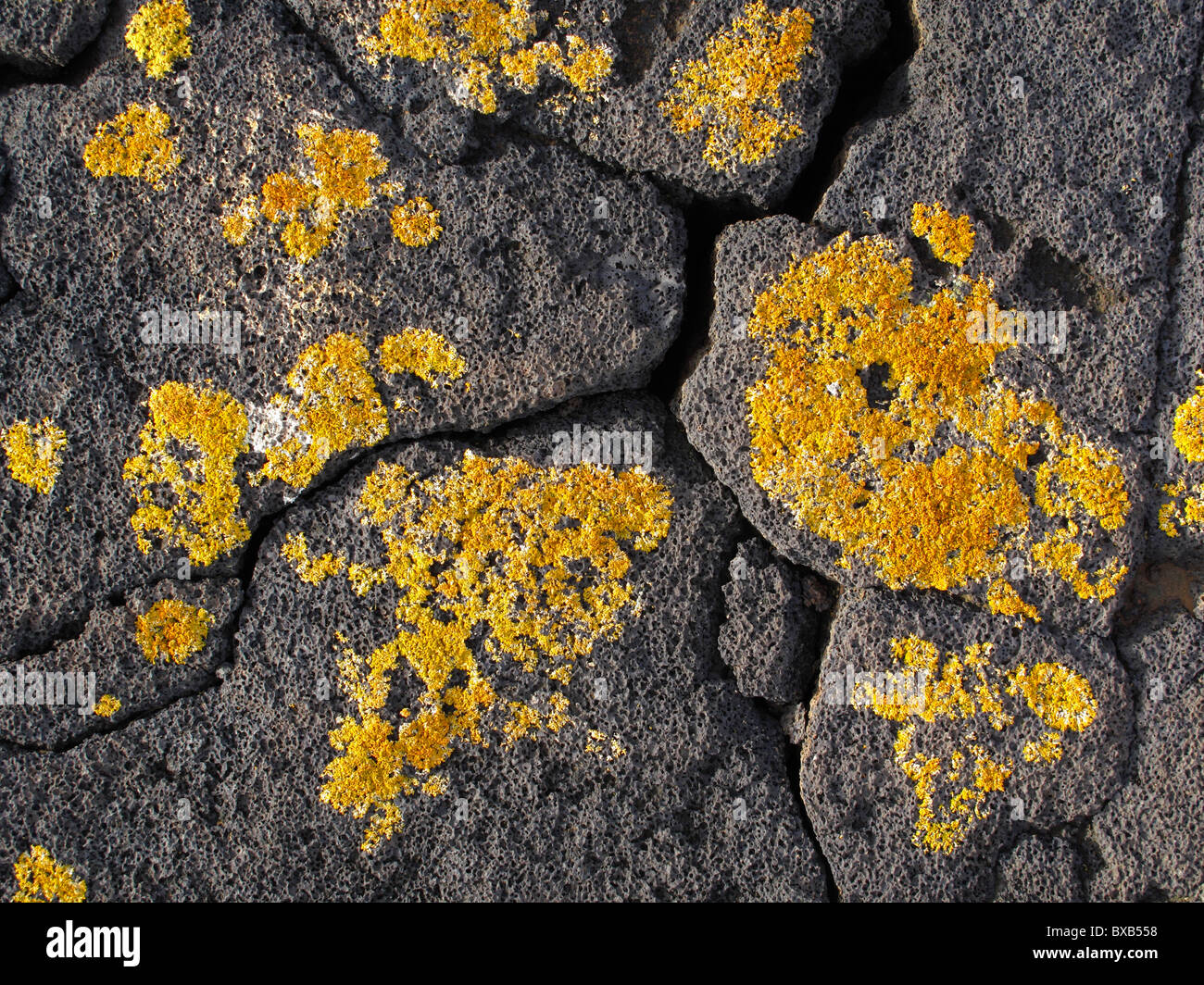 De couleur jaune-orange lichen sur pierres de lave, Lanzarote, Canary Islands, Spain, Europe Banque D'Images