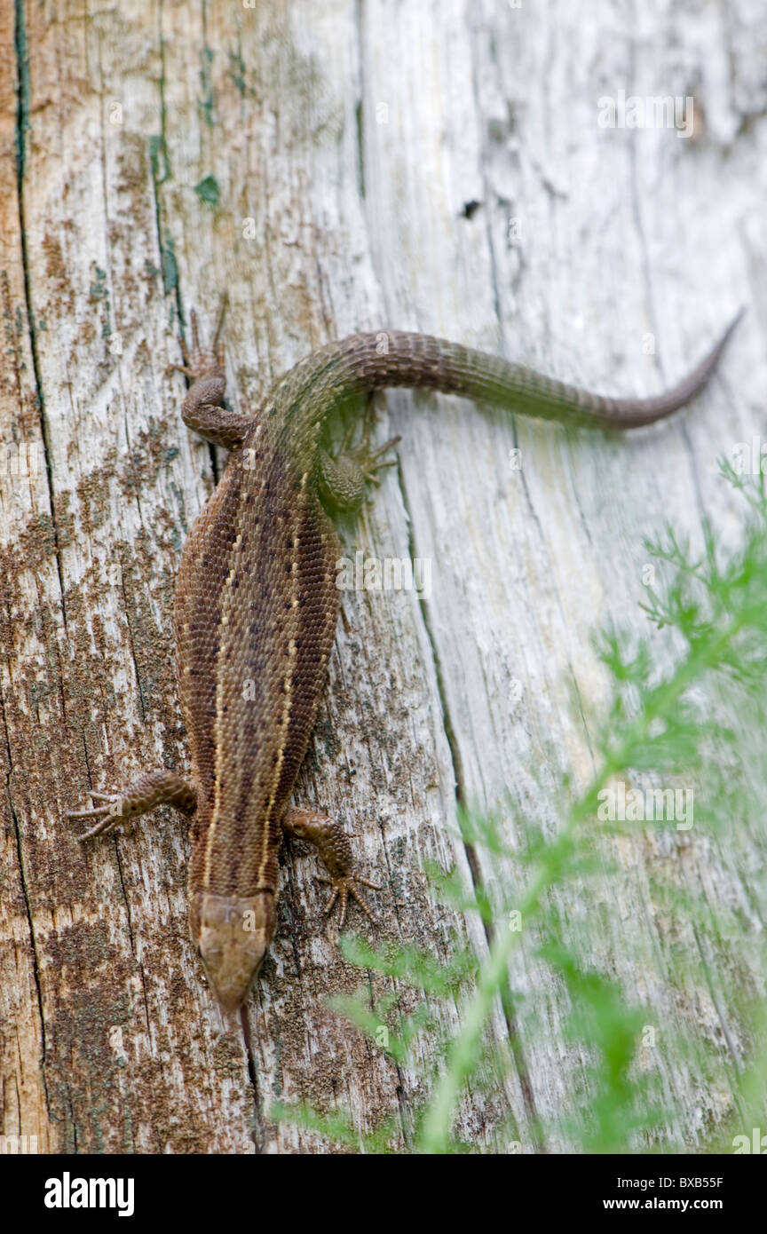 Lizard on tree trunk, close-up Banque D'Images