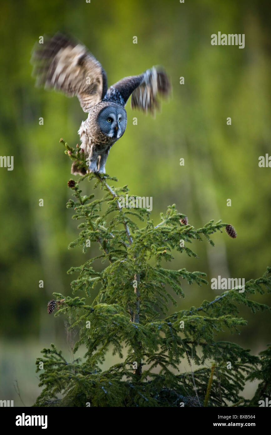 Hibou avec ailes propagation sur branch Banque D'Images