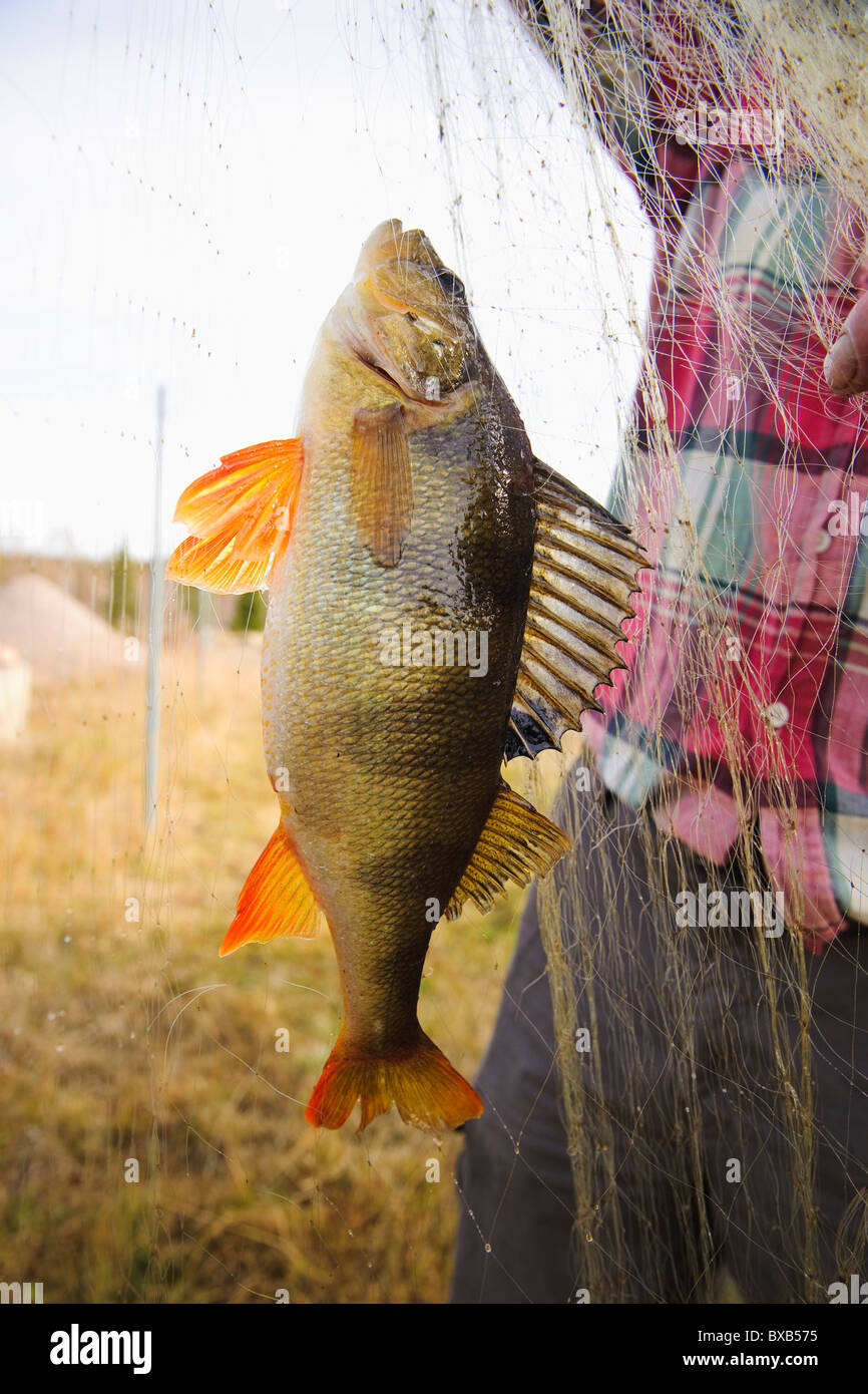 Fisherman holding filet de pêche avec des poissons Banque D'Images