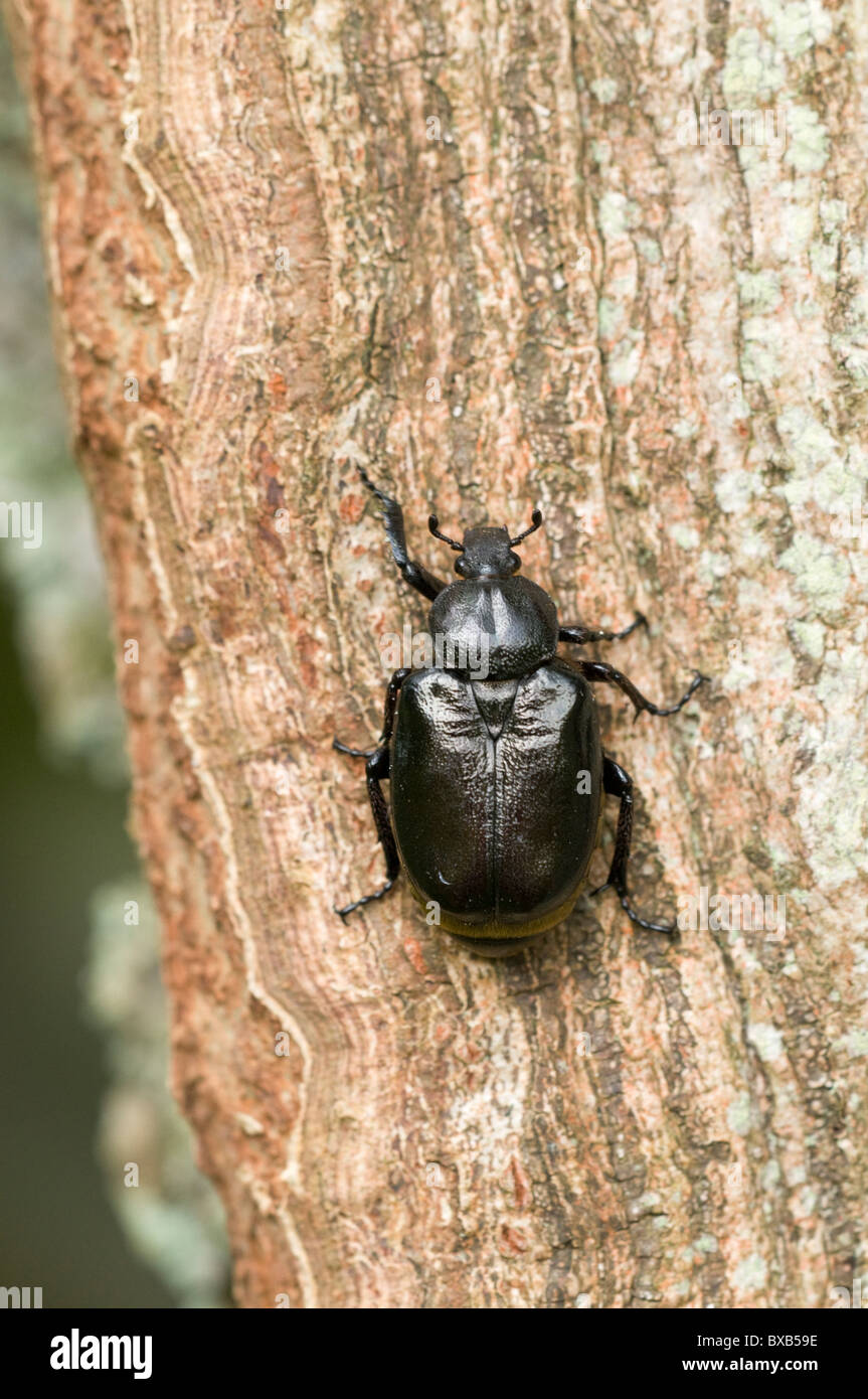 Beetle sur l'écorce des arbres, close-up Banque D'Images