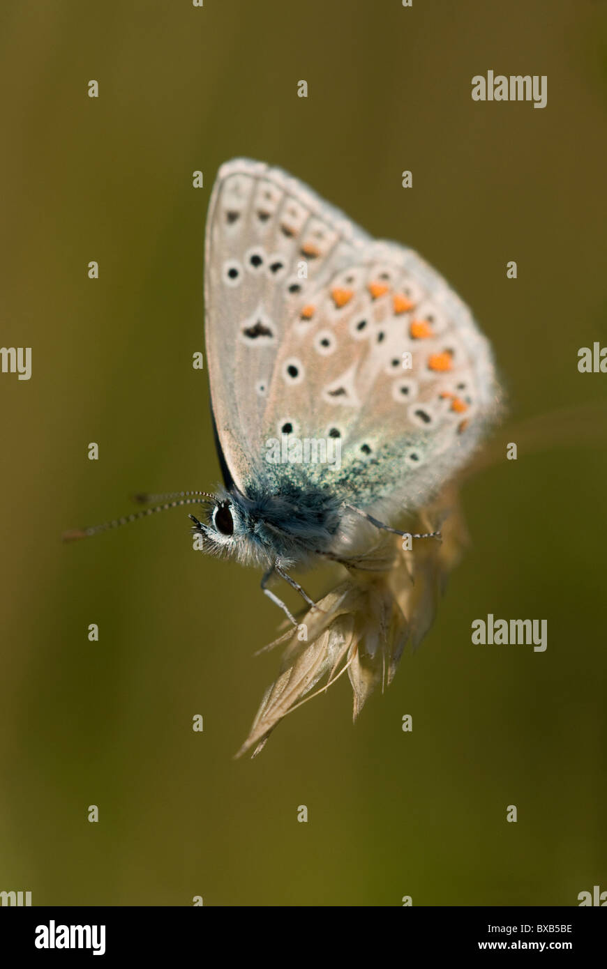 Close-up of butterfly Banque D'Images