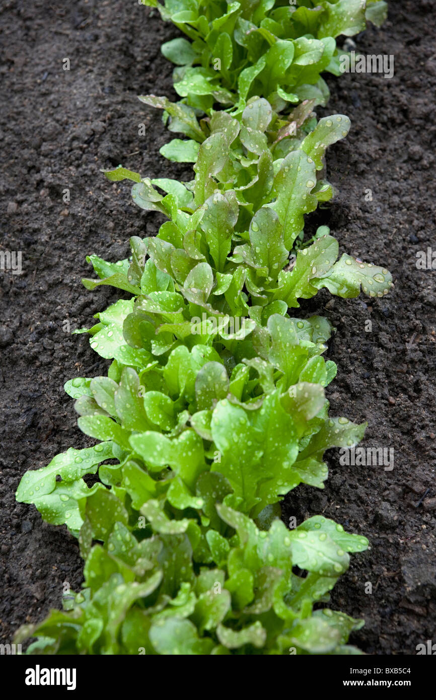 Rangée de baby lettuce in garden Banque D'Images