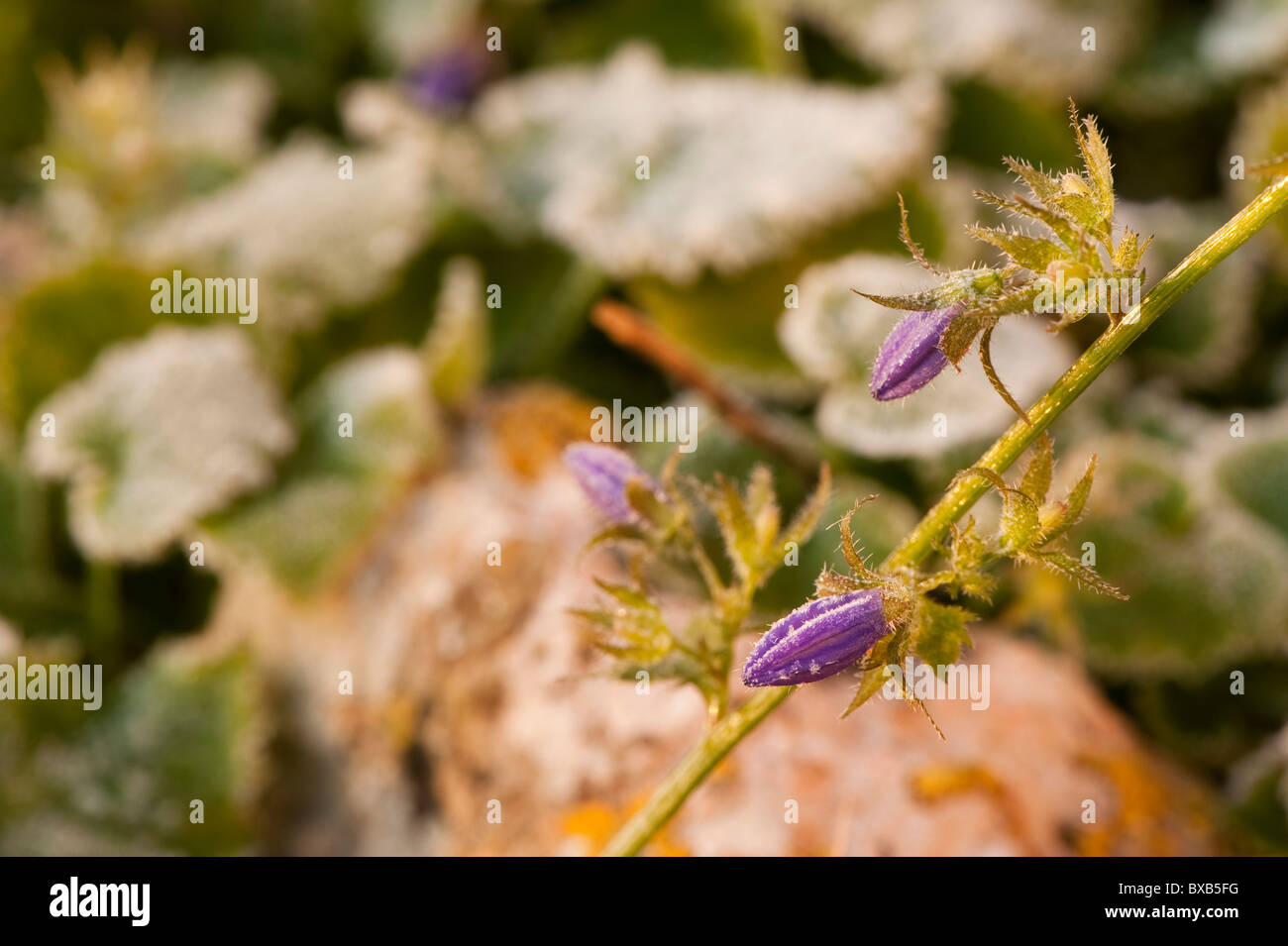 Campanula poscharskyana campanule, fuite, boutons de fleurs de givre en Novembre Banque D'Images